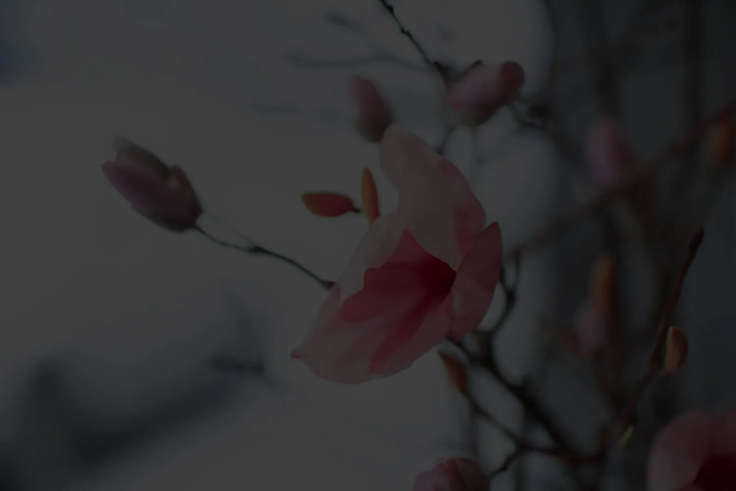 Blossom clinic